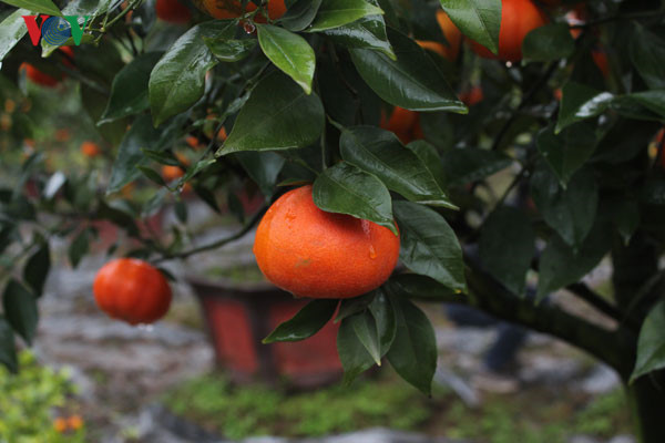 Rote Mandarine