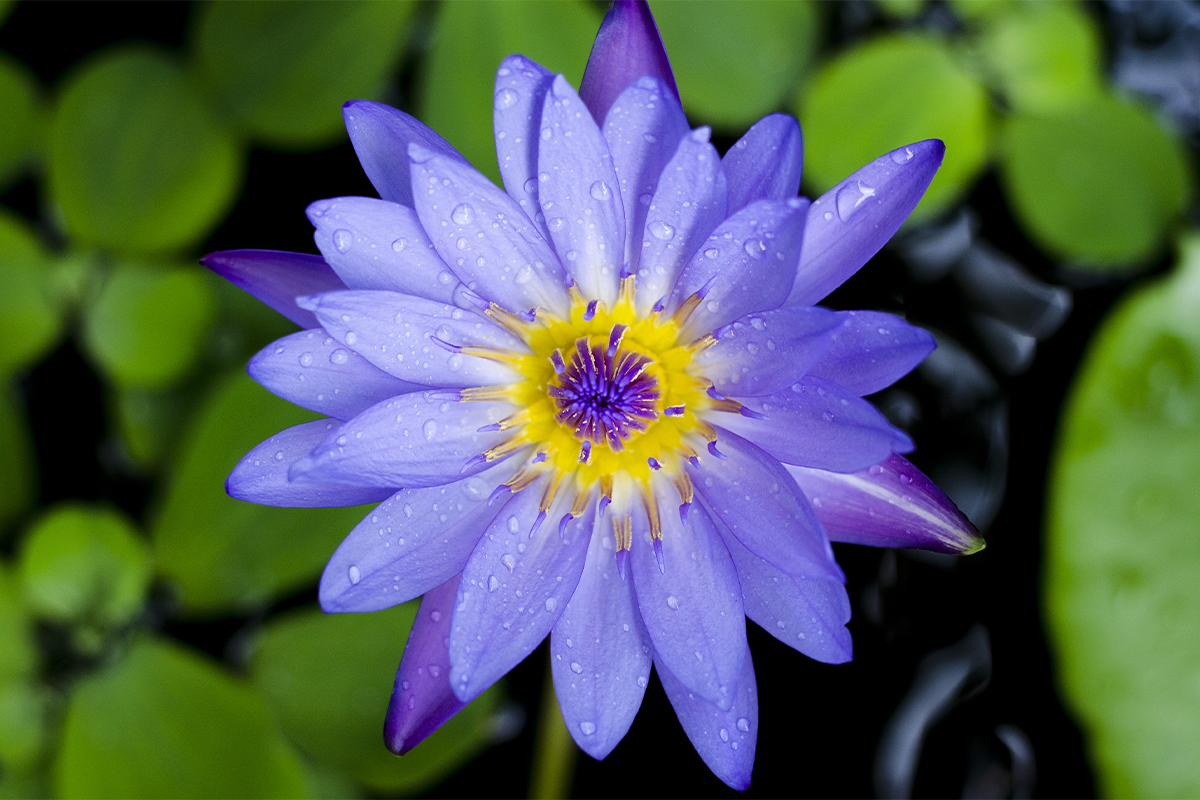 Blue Lotus  Source to you