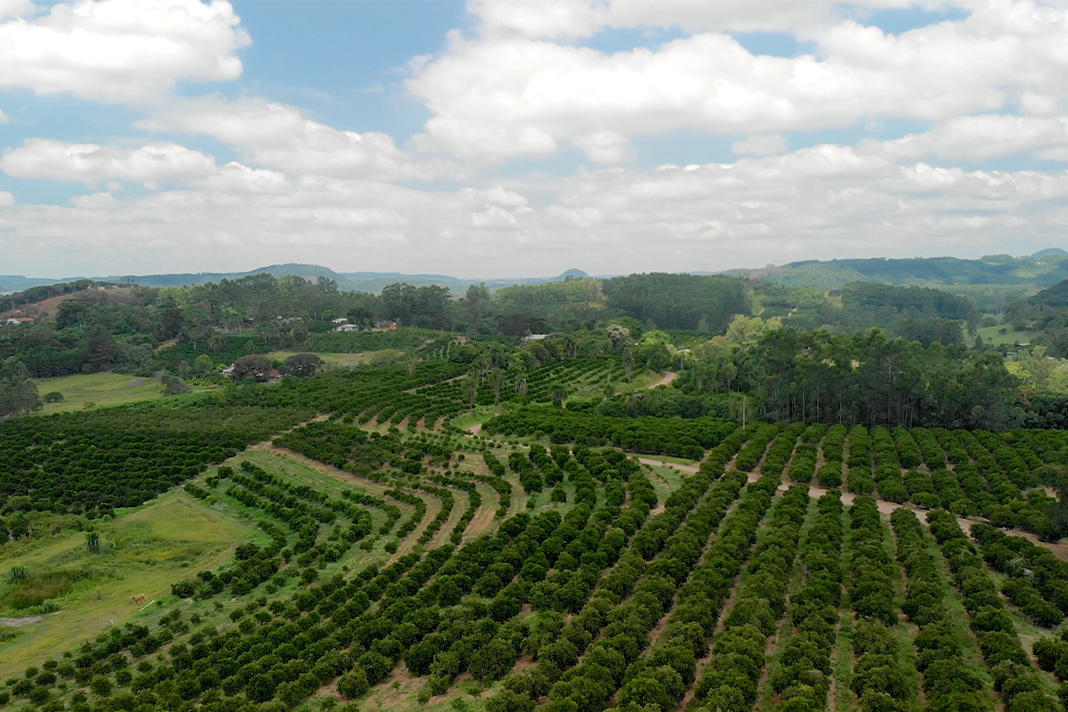 Citrus fields in Montenegro, Brazil