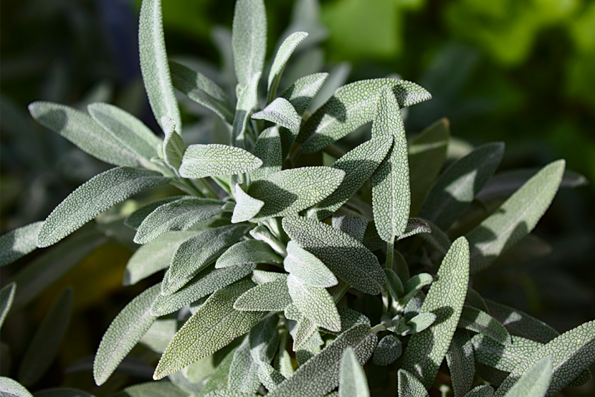 Salvia Española