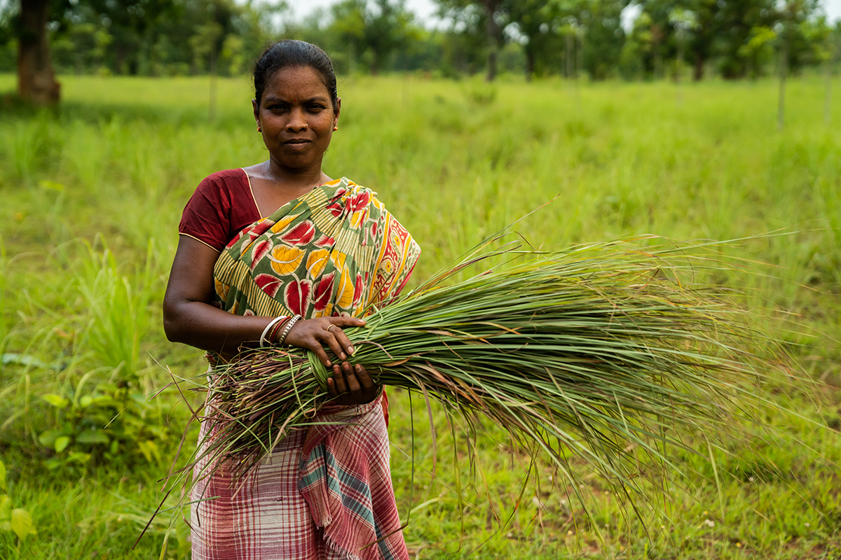 Lemongrass Essential Oil Benefits, Uses, & Sourcing with doTERRA