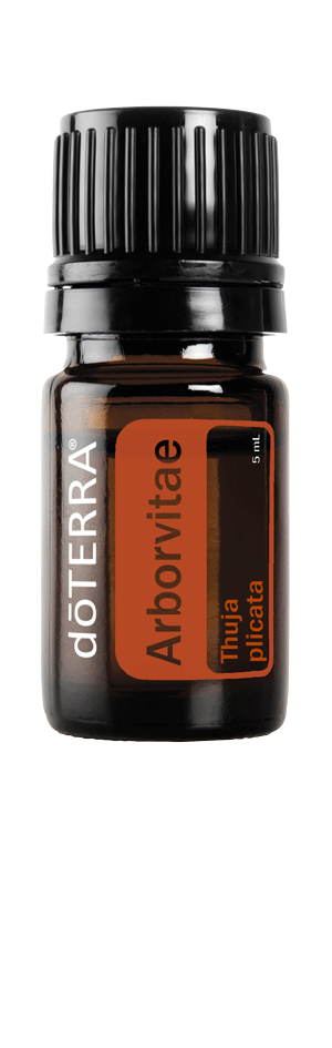 Arborvitae