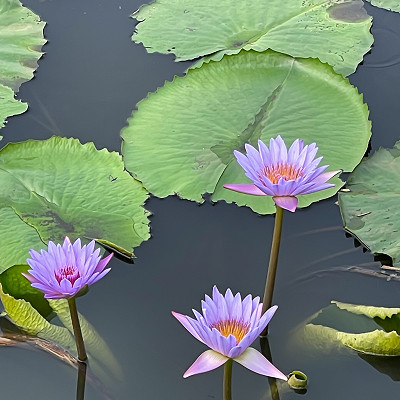 Lotus Blue (Blue Water Lily) Absolute Oil