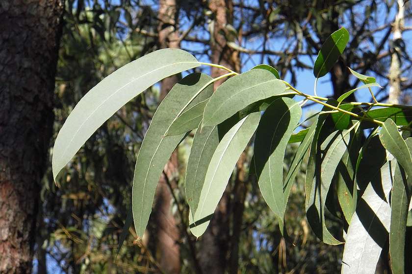 Huile d'eucalyptus