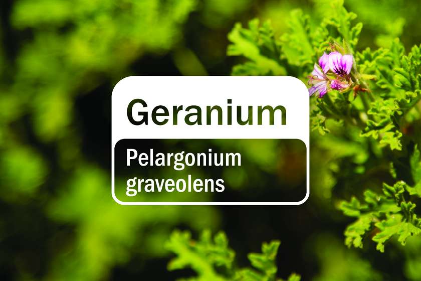 Geranium