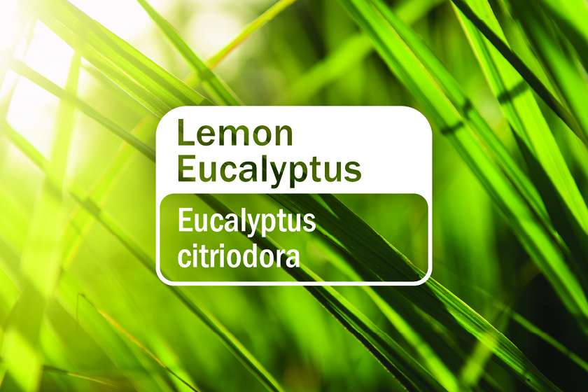 Eucalipto Limón