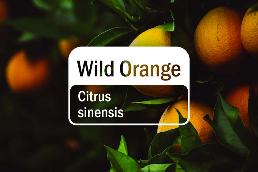 Wild Orange
