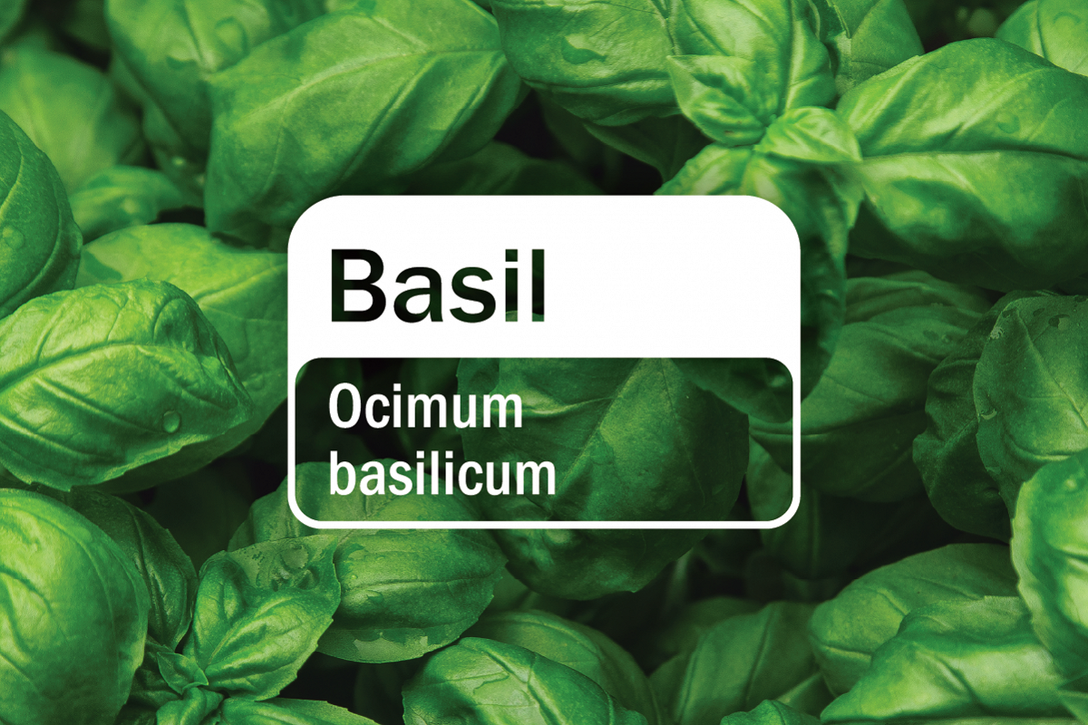 Basil Source to you