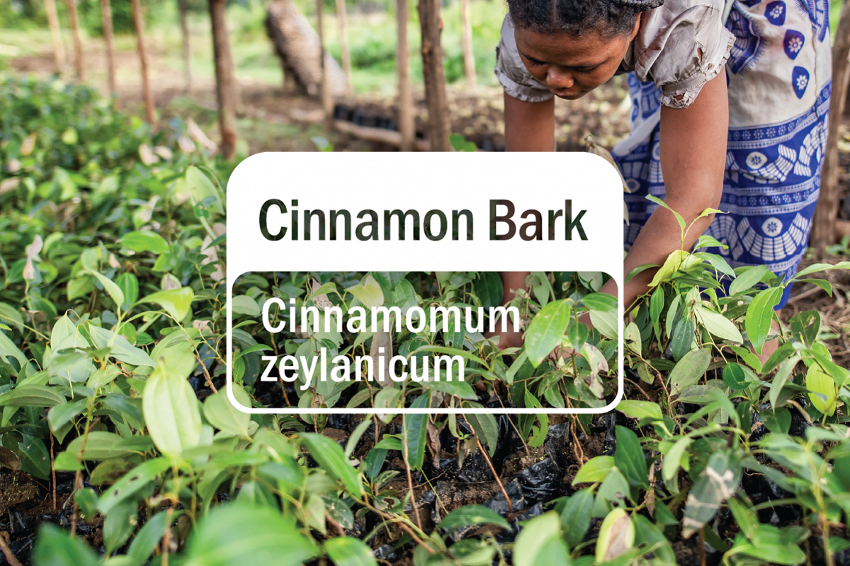 Discover Solutions: Cinnamon Bark