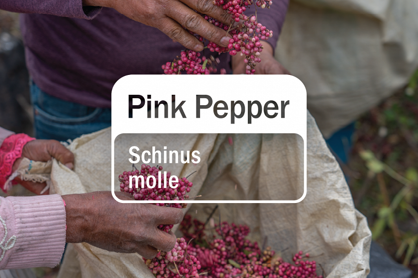 Pink Pepper
