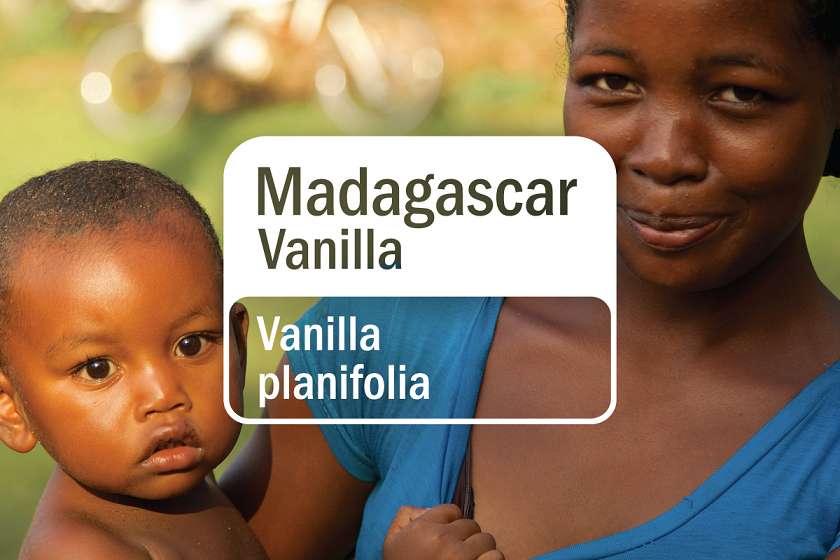 Vainilla de Madagascar