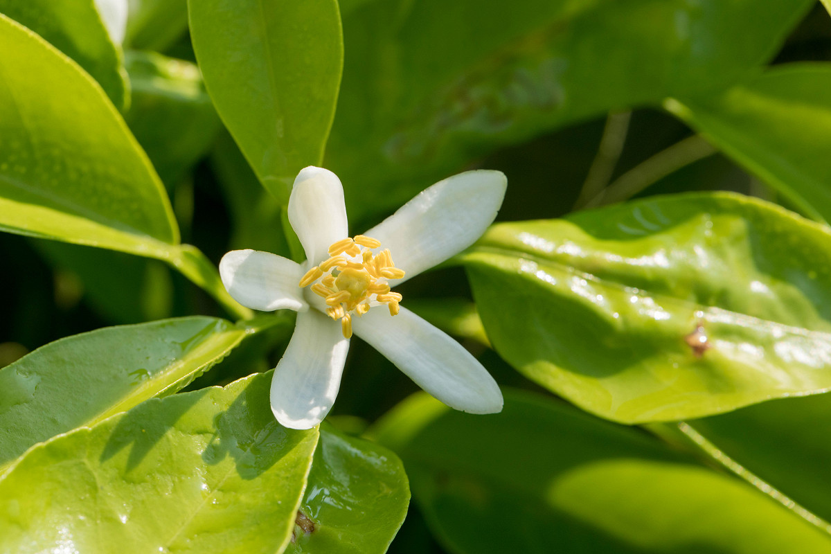 Neroli Source To You